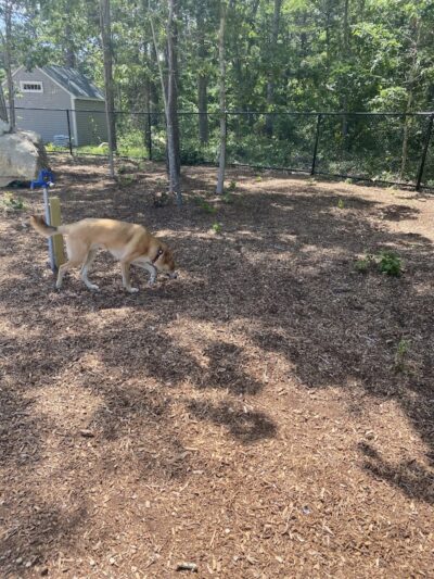 Brewster Dog Park - Brewster, MA