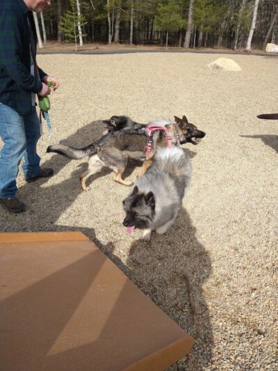 Brewster Dog Park - Brewster, MA