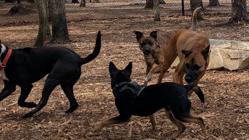 Brewster Dog Park - Brewster, MA