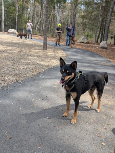 Brewster Dog Park - Brewster, MA
