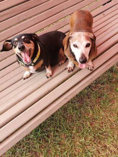 Gordy Dog Park - Brewton, AL