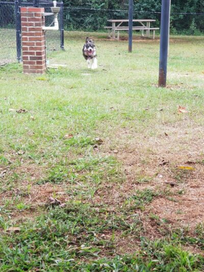 Gordy Dog Park - Brewton, AL
