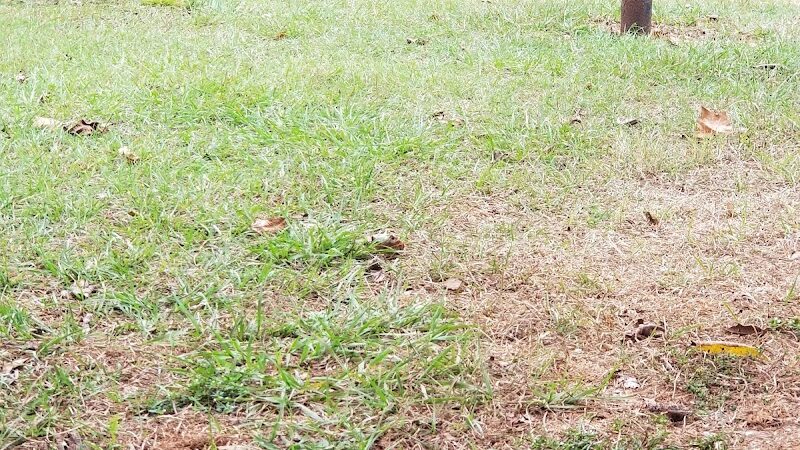 Gordy Dog Park - Brewton, AL