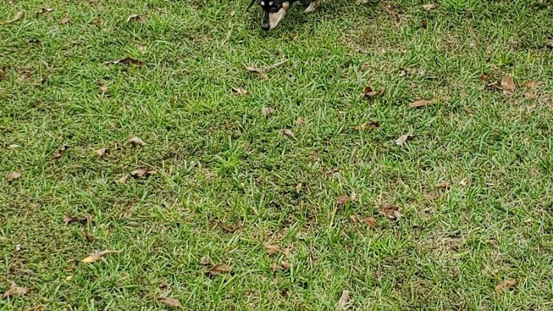 Gordy Dog Park - Brewton, AL