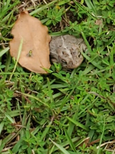 Gordy Dog Park - Brewton, AL