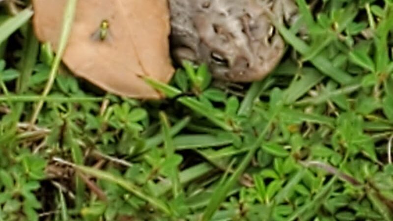 Gordy Dog Park - Brewton, AL