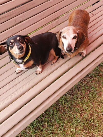 Gordy Dog Park - Brewton, AL