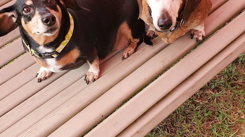 Gordy Dog Park - Brewton, AL