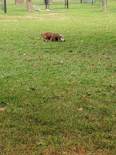 Gordy Dog Park - Brewton, AL