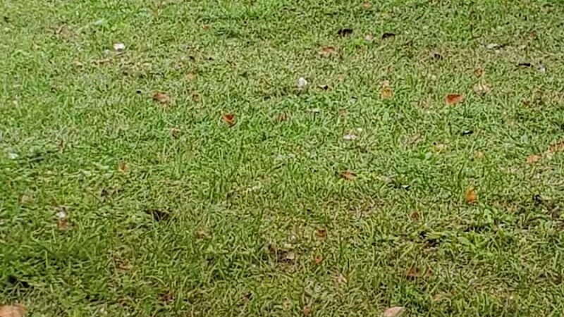 Gordy Dog Park - Brewton, AL