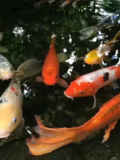 Beardsley Park - Bridgeport, CT