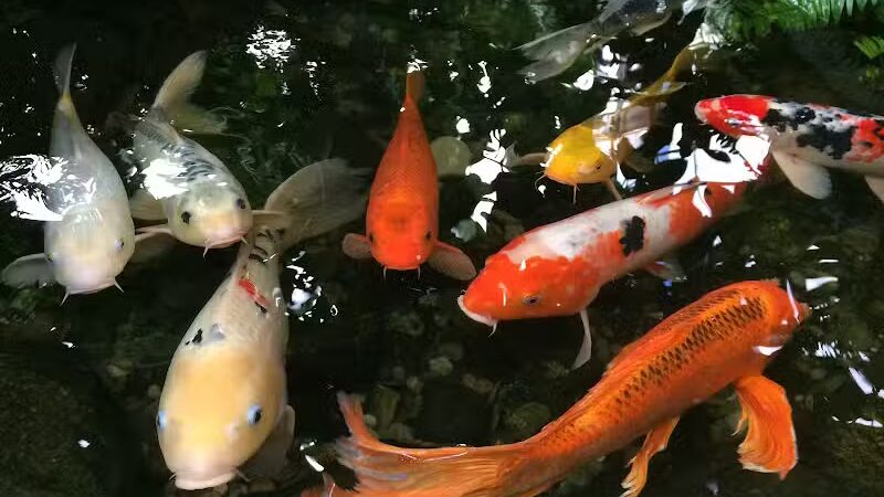 Beardsley Park - Bridgeport, CT