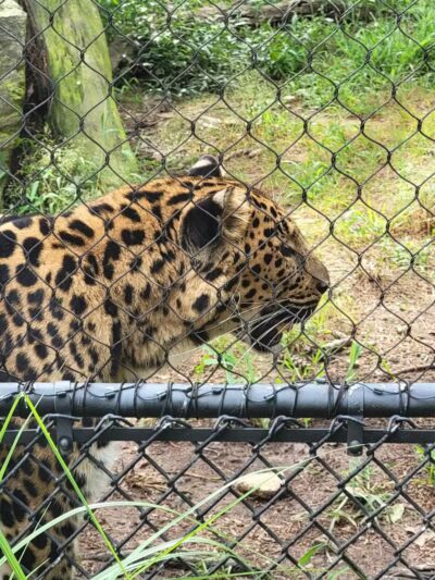 Beardsley Park - Bridgeport, CT