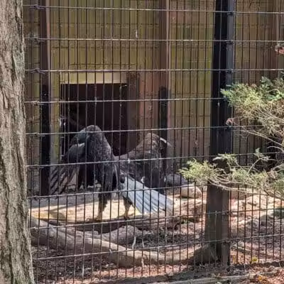 Connecticut's Beardsley Zoo - Bridgeport, CT