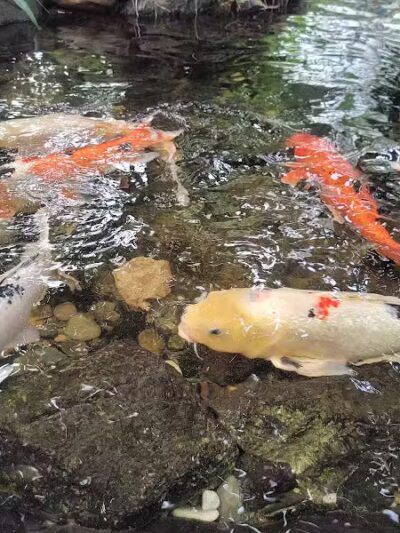 Connecticut's Beardsley Zoo - Bridgeport, CT