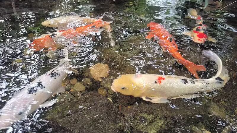 Connecticut's Beardsley Zoo - Bridgeport, CT