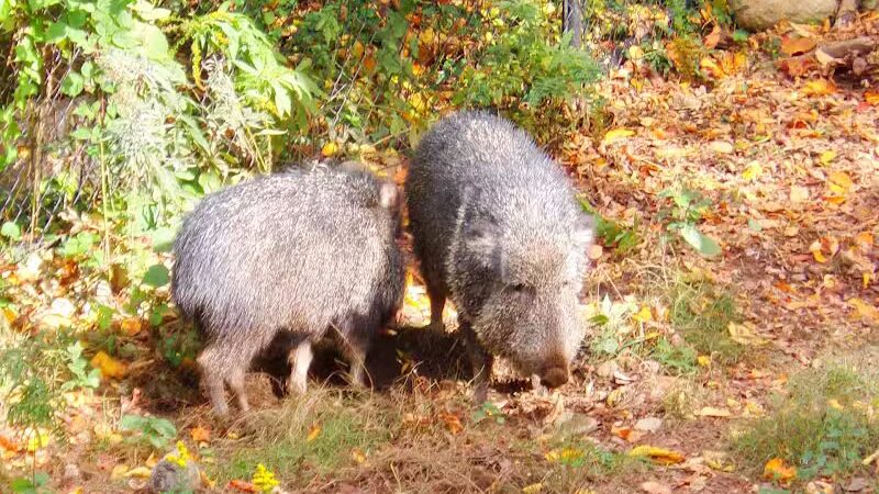Connecticut's Beardsley Zoo - Bridgeport, CT