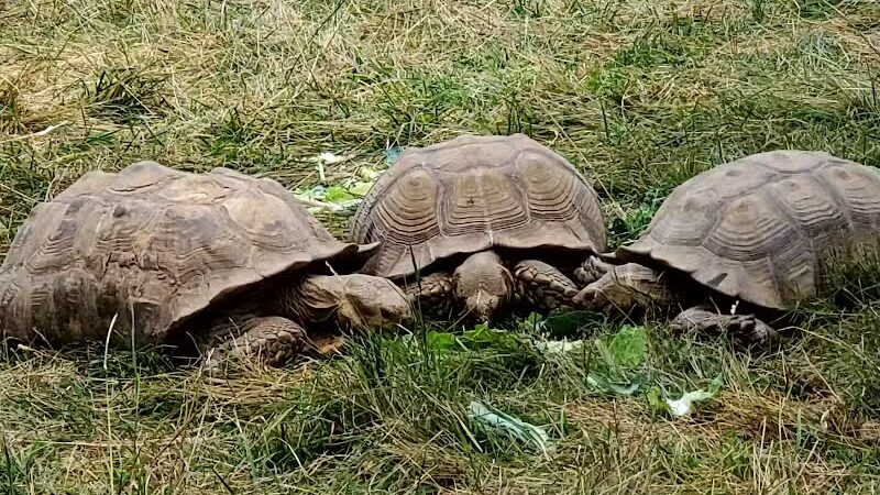 Connecticut's Beardsley Zoo - Bridgeport, CT