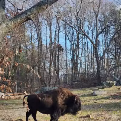 Connecticut's Beardsley Zoo - Bridgeport, CT
