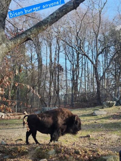 Connecticut's Beardsley Zoo - Bridgeport, CT