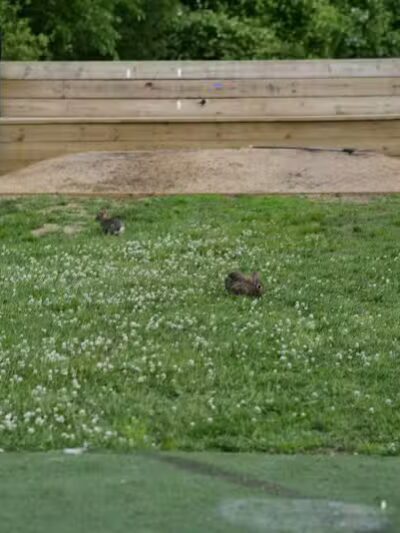 Puglio Park - Bridgeport, CT