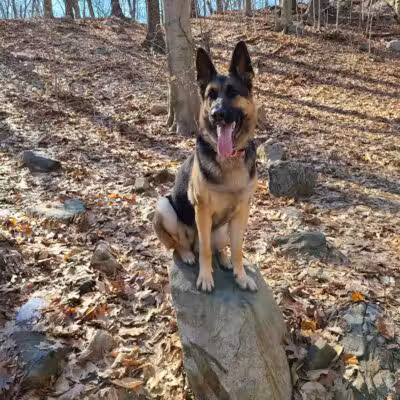 Veteran's Dog Park - Bridgeport, CT