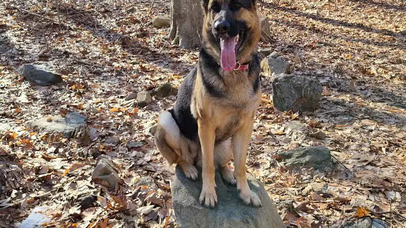 Veteran's Dog Park - Bridgeport, CT