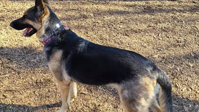 Veteran's Dog Park - Bridgeport, CT
