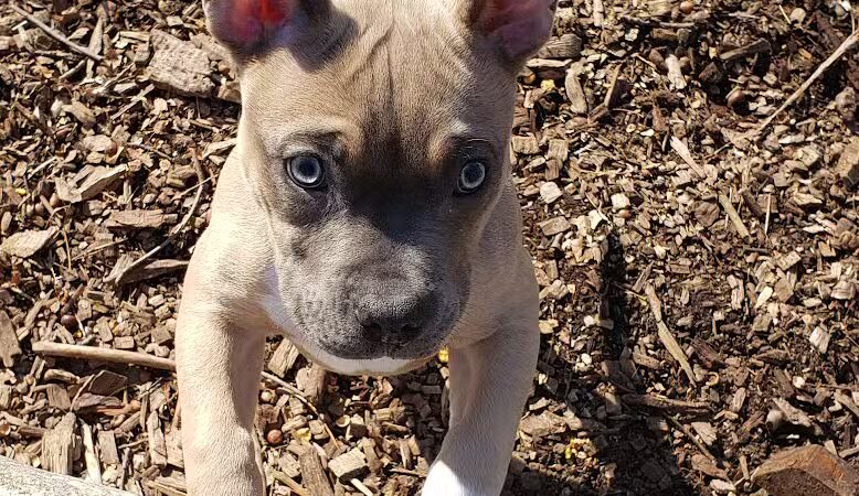 Veteran's Dog Park - Bridgeport, CT