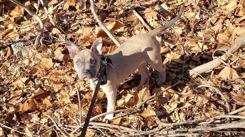 Veteran's Dog Park - Bridgeport, CT