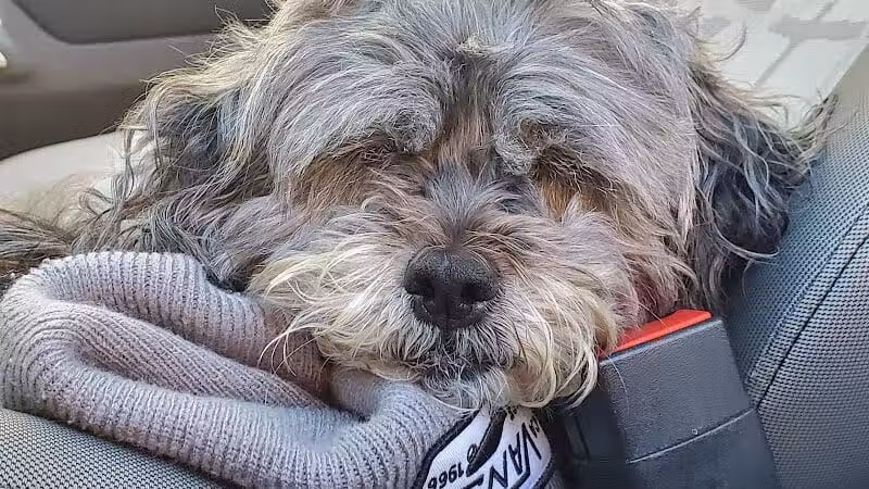 Veteran's Dog Park - Bridgeport, CT