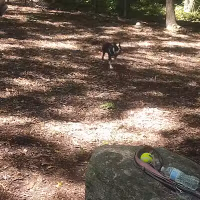 Veteran's Dog Park - Bridgeport, CT