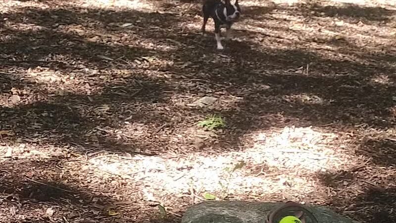 Veteran's Dog Park - Bridgeport, CT