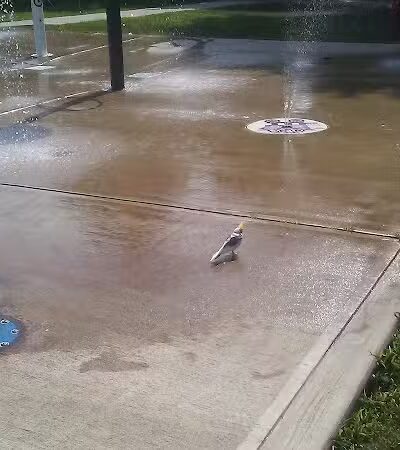 Went Field - Bridgeport, CT