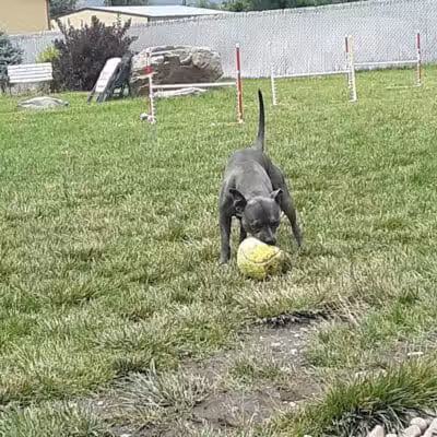 The Barking Lot - Brigham City, UT