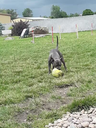 The Barking Lot - Brigham City, UT