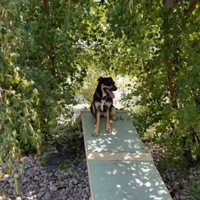 The Barking Lot - Brigham City, UT
