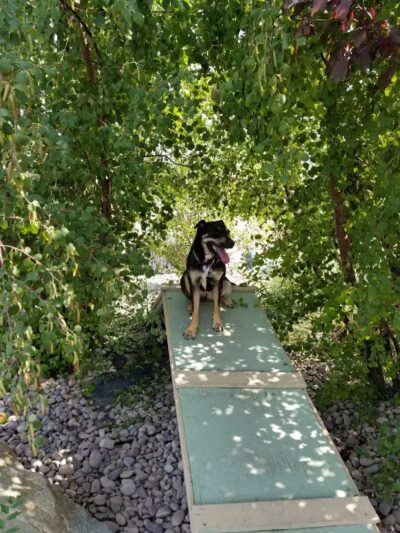 The Barking Lot - Brigham City, UT