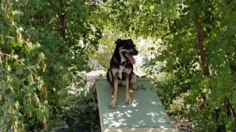 The Barking Lot - Brigham City, UT