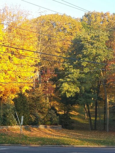 Persimmon Park - Brighton, NY