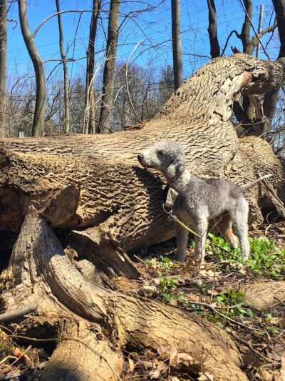 Persimmon Park - Brighton, NY