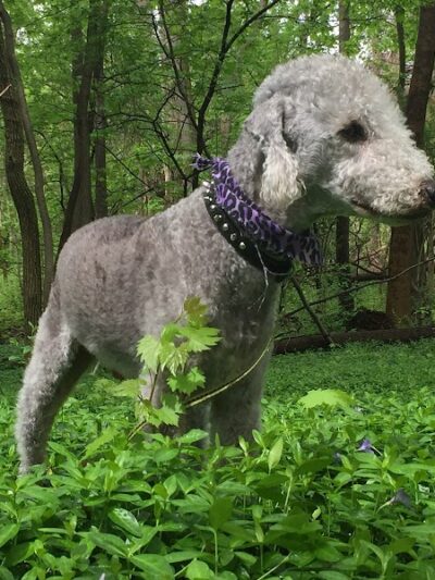 Persimmon Park - Brighton, NY