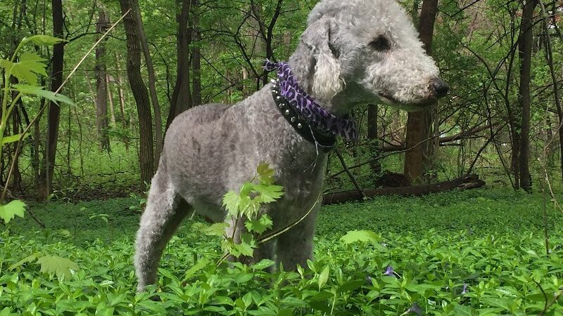 Persimmon Park - Brighton, NY