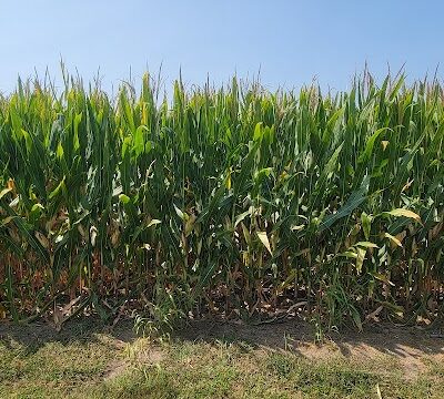 Brimfield Community Park - Brimfield, IL