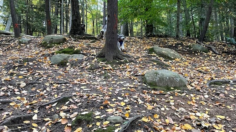 B.A.R.K. Park - Bristol, CT