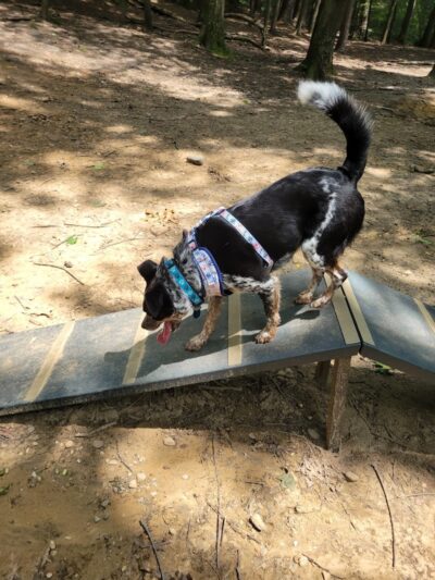 B.A.R.K. Park - Bristol, CT