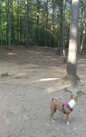 B.A.R.K. Park - Bristol, CT