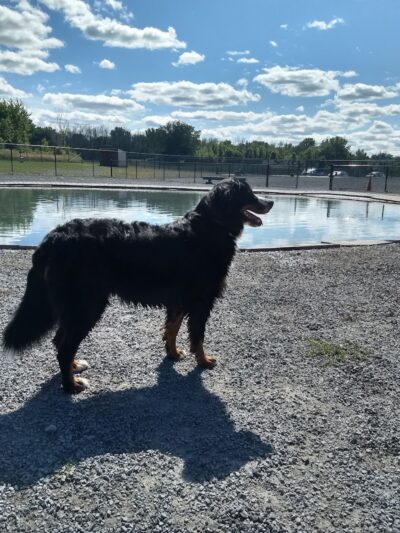 Sweden Dog Park - Brockport, NY