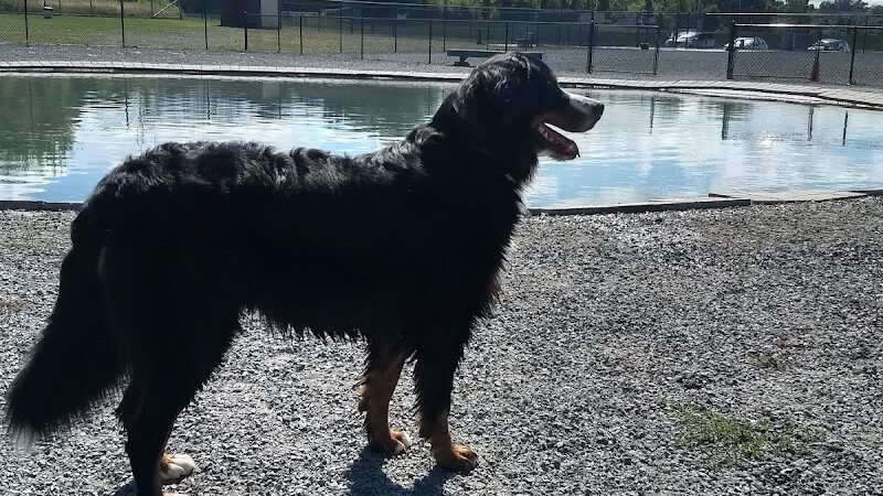 Sweden Dog Park - Brockport, NY