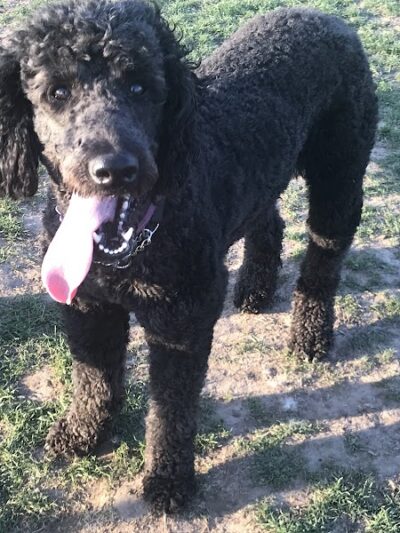 Sweden Dog Park - Brockport, NY